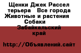 Щенки Джек Рассел терьера - Все города Животные и растения » Собаки   . Забайкальский край